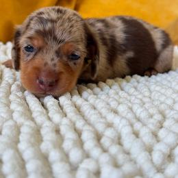 STELLA - Dapple female Dachshund puppy in Calexico, California from The house of Dachshund