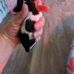 Boy 2 - Black Dachshund puppy in Homosassa, Florida from Foxies Doxies