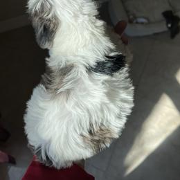 White Heart Schnoodle - male Schnoodle puppy in El Campo, Texas from Pretty Paws - Tx