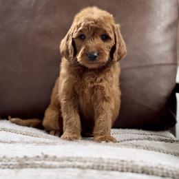 Romeo - Red  male Goldendoodle puppy in St George, Utah from Doodle Bears of Southern Utah