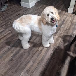 Assorted Doodle Crosses, Australian Labradoodle, Goldendoodle, and Newfoundland Puppies from Twin Sisters Doodles