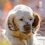 Clumber Spaniels from Medea Gunpowder Clumbers
