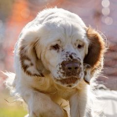 Clumber Spaniels from Medea Gunpowder Clumbers