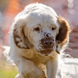 Clumber Spaniels from Medea Gunpowder Clumbers