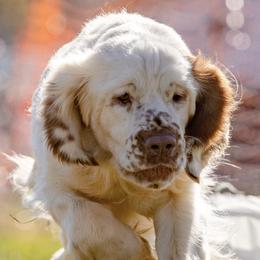Clumber Spaniels from Medea Gunpowder Clumbers