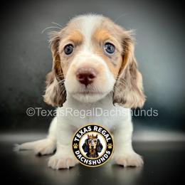 Ranger - Dapple male Dachshund puppy in Houston, Texas from Texas Regal Dachshunds LLC