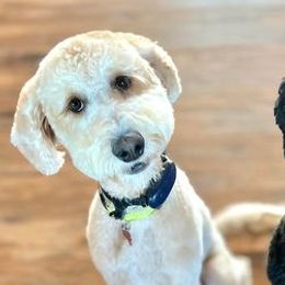 Goldendoodles from Native Country Goldendoodles