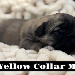 Yellow Collar Male - Fawn male Anatolian Shepherd Dog puppy in Canton, Georgia from Rolling Thunder Ranch