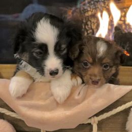 Aussiedoodles and Toy Australian Shepherds from Whiskey River Aussies & Doodles
