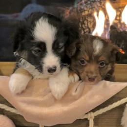 Aussiedoodles and Toy Australian Shepherds from Whiskey River Aussies & Doodles