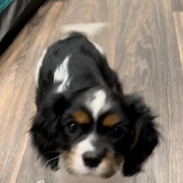 Cavalier King Charles Spaniel Puppies from AustinCavalier
