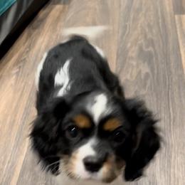 Cavalier King Charles Spaniel Puppies from AustinCavalier