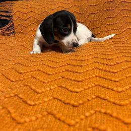 Hot pink collar, female - Piebald female Dachshund puppy in Brevard, North Carolina from Morgan’s Dachshund’s & Aussies
