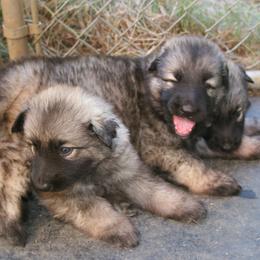 Shiloh Shepherd Puppies from Solace Shilohs