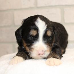 Red female - Tri-color female Bernedoodle puppy in Mississippi from Ewing Acres