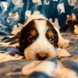 BG4 - Tri-Roan female English Springer Spaniel puppy in Britton, South Dakota from K&S Canines