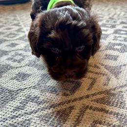 Yogi - Liver male Miniature Schnauzer puppy in Orlando, Florida from AOK SCHNAUZERS - Central Florida Miniature Schnauzers