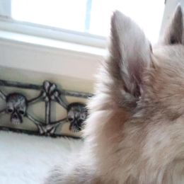 Companion Crosses from Brandy’s Fur Angels