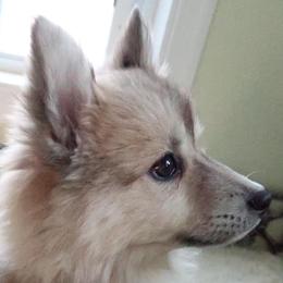 Companion Crosses from Brandy’s Fur Angels