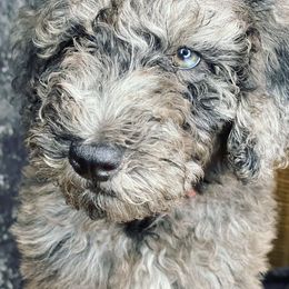 Aussiedoodles and Goldendoodles from All Things Doodles