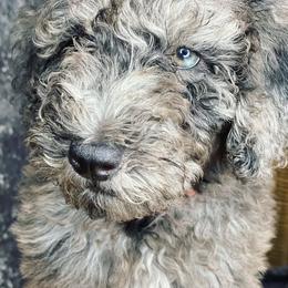Aussiedoodles and Goldendoodles from All Things Doodles