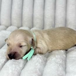 Teal - Cream female Dachshund puppy in Lakeland, Florida from Buckwild Doxies