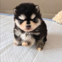 Handsome Gray Pomsky Toy Boy One Blue Eye - Gray and white male Pomsky puppy in Austin, Colorado from Colorado Mini Dachshunds & Mini Pomskies