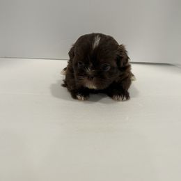 Shih Tzu Puppies from Moore Shih Tzus