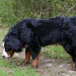Petrov - Bernese Mountain Dog