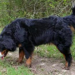 Petrov - Bernese Mountain Dog