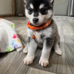 Boy 1 - Black and white male Alaskan Klee Kai puppy in Beverly Hills, Florida from Lucky Charm Klee Kai