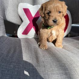 Boy 2 - male Australian Labradoodle puppy in Ferndale, Washington from Annie's Doodles