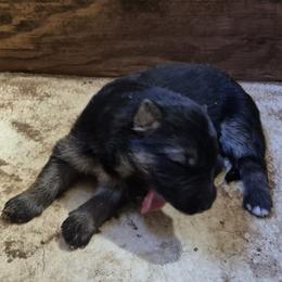 Girl 1 - Black and tan female German Shepherd puppy in Lake George, Colorado from High Country German Shepherds
