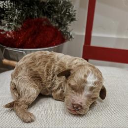 Ringo - Apricot male Poodle puppy in Saint George, Utah from Oodles of Poodles