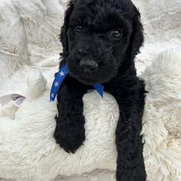 Sam (blue stars) - Black male Poodle puppy in Gainesville, Georgia from Rose’s Goldendoodles & Standard Poodles