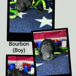 Bourbon - Black male Goldendoodle puppy in Water Valley, Mississippi from Olympian Doodles