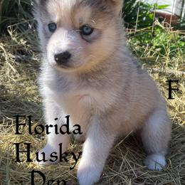 Eevies grey female - Gray and white female Siberian Husky puppy in Trinity, Florida from Florida Husky Den