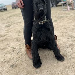 Giant Schnauzer and Poodle All Grown Up from Pawsh K9’s
