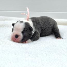 Jigglypuff - Blue female Boston Terrier puppy in West Jefferson, Ohio from Kline Kennels