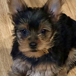 Cinder - Black and gold female Yorkshire Terrier puppy in Tyler, Texas from YorkiStars
