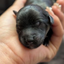 Kinta - White and black male Chinese Crested puppy in San Antonio, Texas from Charming Cresteds Kennel