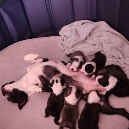 Boston Terrier Puppies from Howell Terriers