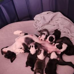 Boston Terrier Puppies from Howell Terriers