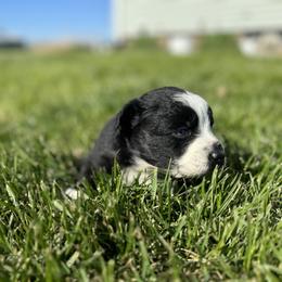 Dino - Black & white male Australian Shepherd puppy in Laotto, Indiana from Circle B working Aussies
