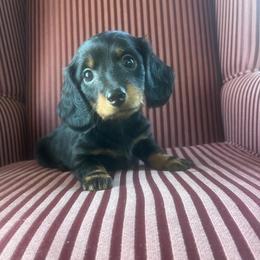 Winston - Black and tan male Dachshund puppy in Arthur, Illinois from Chupp’s Puppies