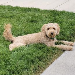 Goldendoodles from MillyDoodles