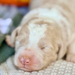 Aspen - Gold male Bordoodle puppy in Eastman, Georgia from Dood B Ranch