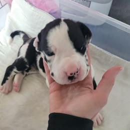 Pink collar girl - Harlequin female Great Dane puppy in Gansevoort, New York from Fancy Danes