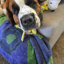 Remi - Brown and white Saint Bernard puppy in Idaho Falls, Idaho from Sauer Saint Bernards