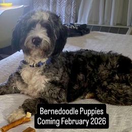 Bernedoodle puppies from Doting Doodles